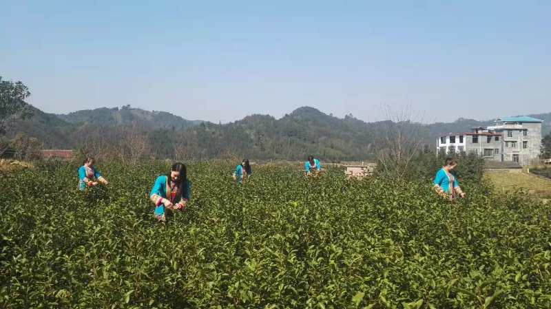 1583805744998349.jpg 采茶活动图片.jpg