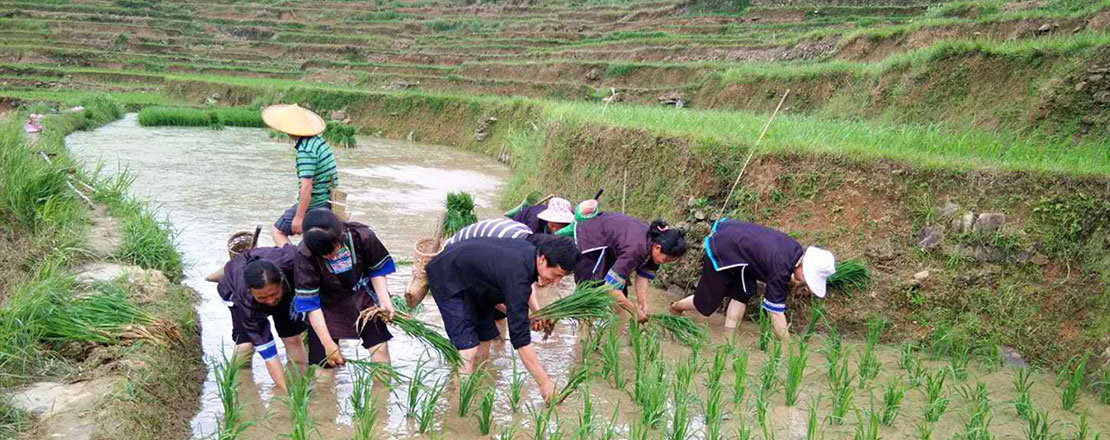 广西融水梦仙大苗山生态农业专业合作社