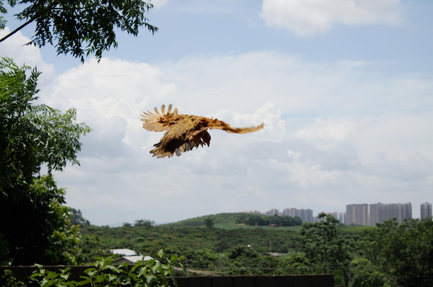 广西南宁市平治德信农牧有限公司