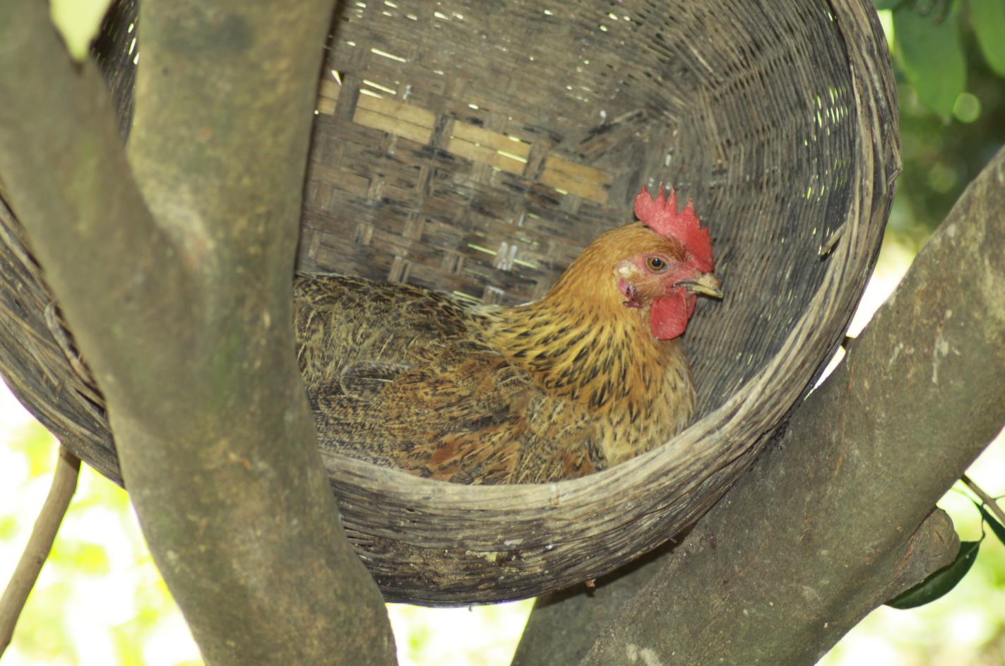 广西南宁市平治德信农牧有限公司