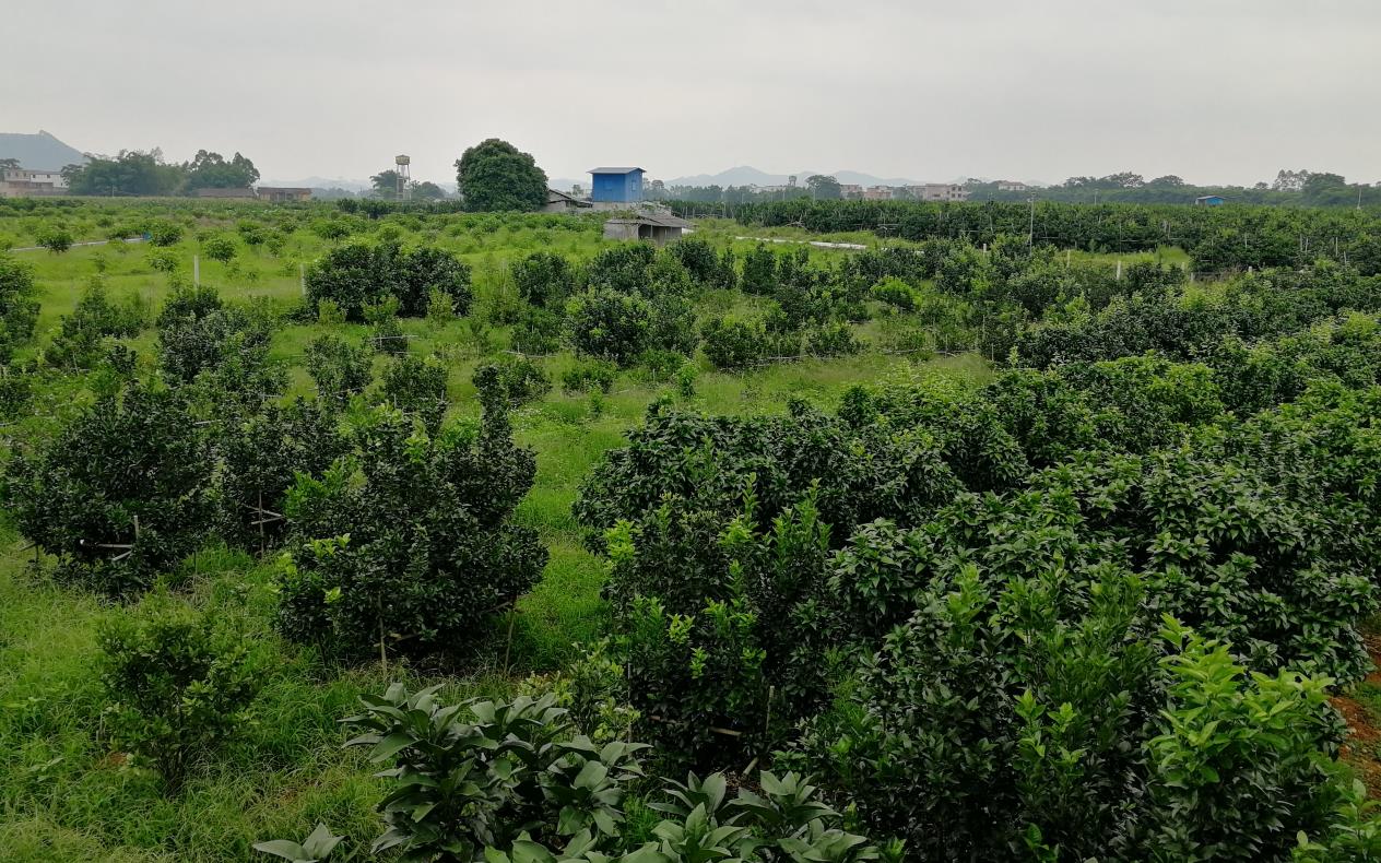 上林县巷贤镇金源柑橘合作社