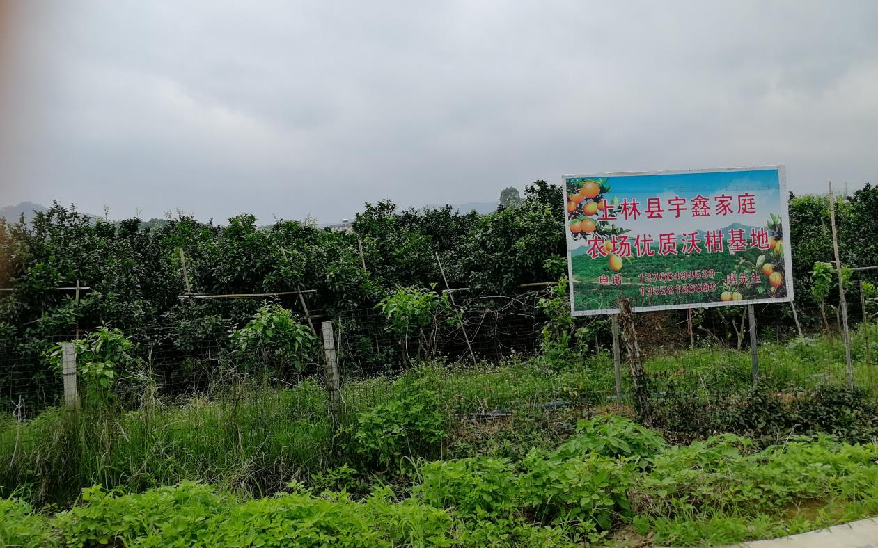 上林县巷贤镇金源柑橘合作社