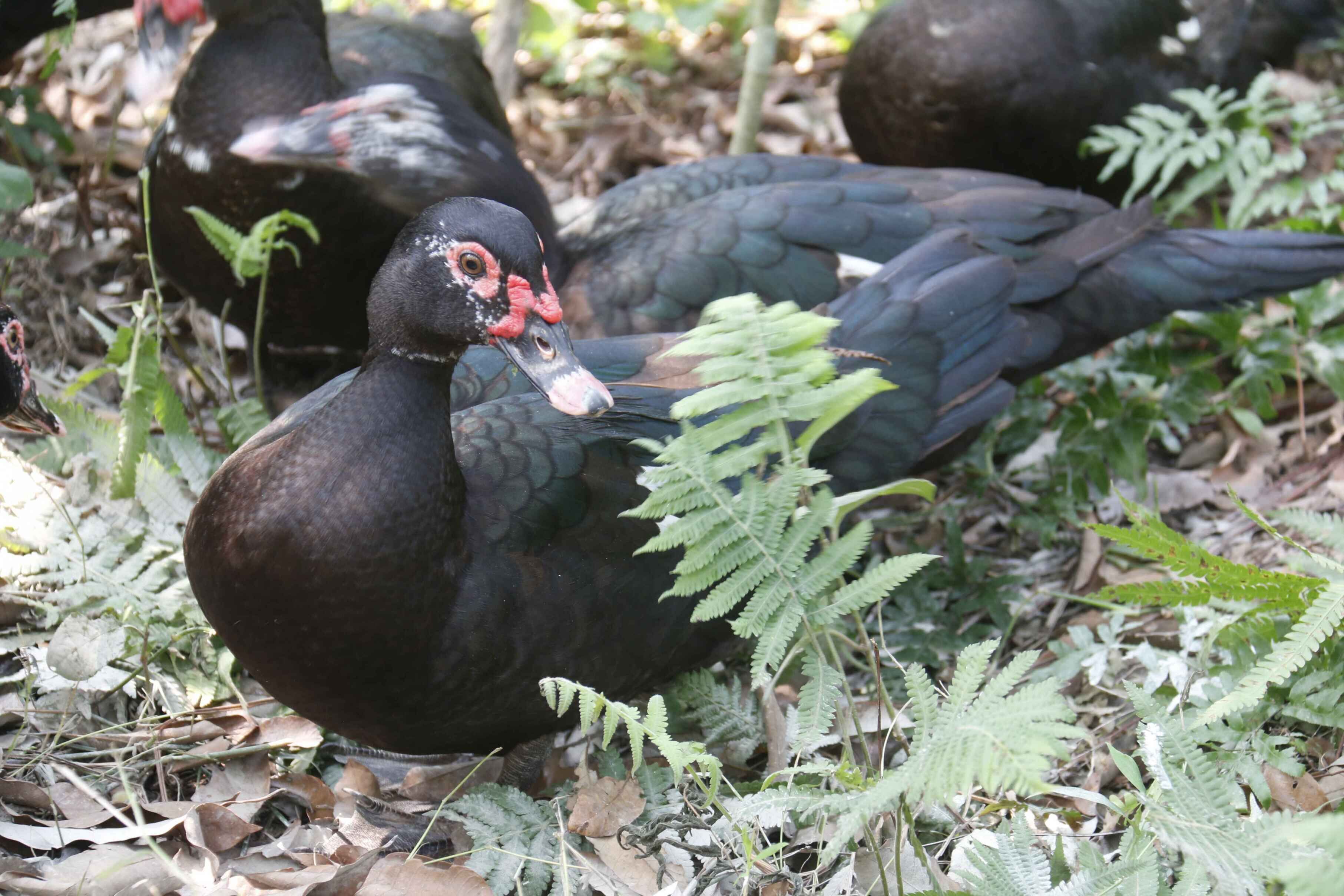 玉林市金实种养专业合作社