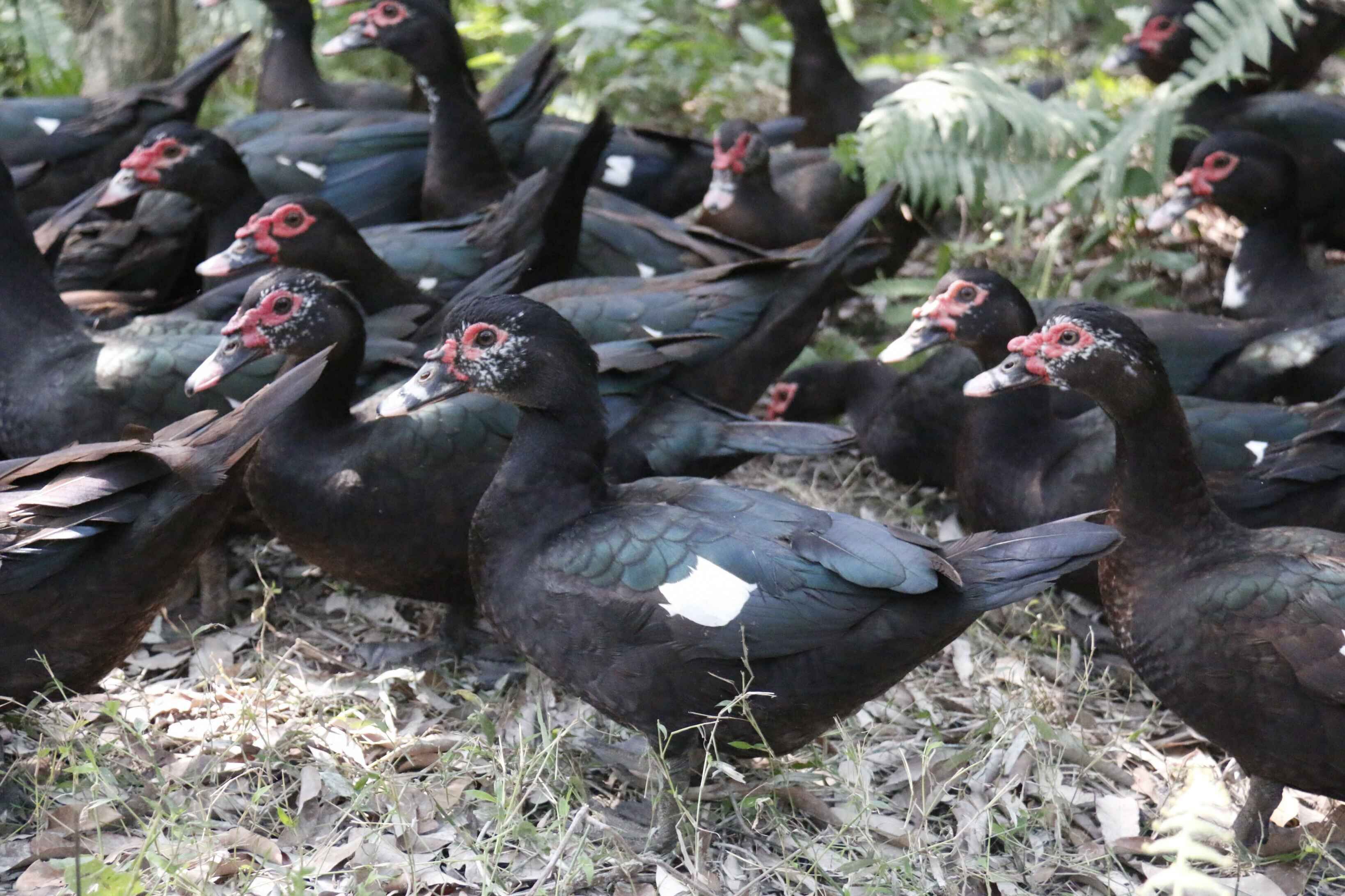 玉林市金实种养专业合作社