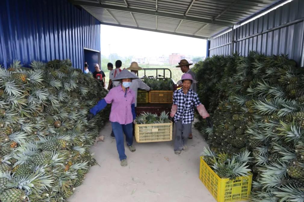 广西鑫旺来农业科技开发有限公司