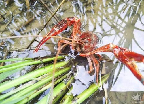 三里镇稻虾共作基地